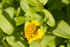 Lipochaeta integrifolia