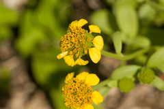 Lipochaeta integrifolia