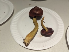 Cortinarius smithii