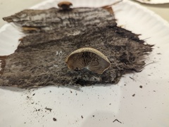 Crepidotus calolepis