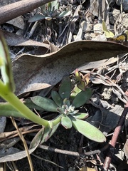 Echeveria bicolor