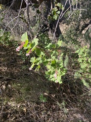 Ribes malvaceum viridifolium