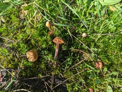 Galerina badipes