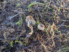 Inocybe fuscodisca