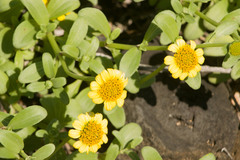 Lipochaeta integrifolia