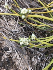 Lithophila radicata