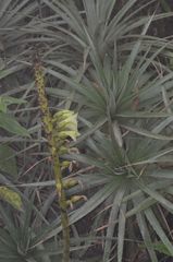 Puya aequatorialis