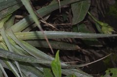 Puya aequatorialis