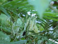 Rhyephenes