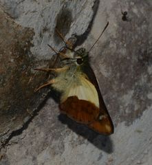 Dalla dimidiatus