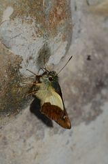 Dalla dimidiatus