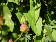 Cyanallagma interruptum