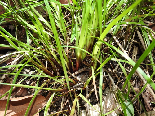 Xyris complanata
