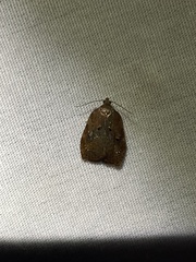 Acleris zimmermani