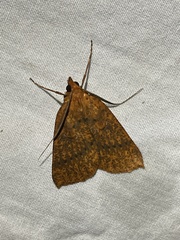 Scotorythra epixantha