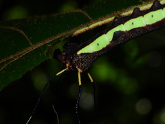 Arsenurinae
