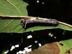 Arsenurinae