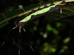 Arsenurinae
