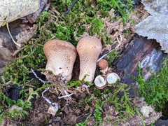 Lycoperdon subincarnatum
