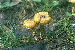 Pholiota squarrosipes