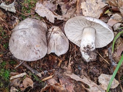 Tricholoma pullum