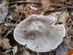 Tricholoma pullum