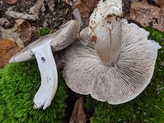 Tricholoma pullum