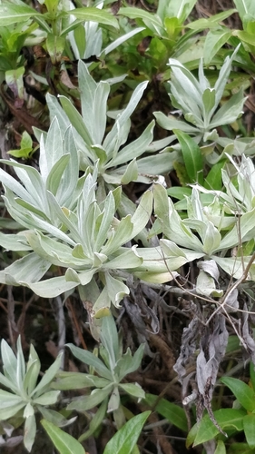 Helichrysum melaleucum