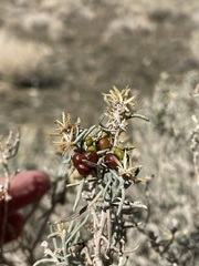 Rhopalomyia glutinosa