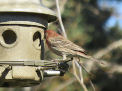 Haemorhous mexicanus