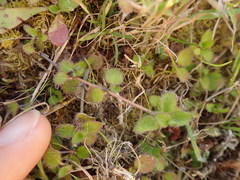 Leptostigma setulosum