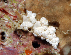 Baeolidia variabilis