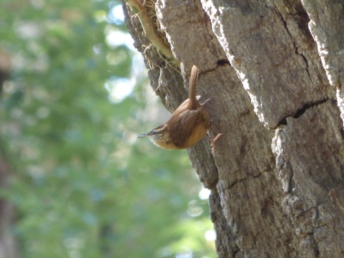 Troglodytidae image