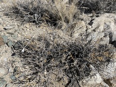 Hecastocleis shockleyi
