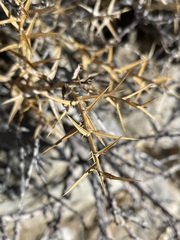 Hecastocleis shockleyi