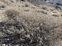 Hecastocleis shockleyi
