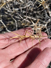 Hecastocleis shockleyi
