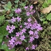 Rock Soapwort - Photo (c) Muriel Bendel, some rights reserved (CC BY-NC), uploaded by Muriel Bendel