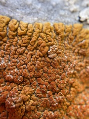 Xanthomendoza trachyphylla