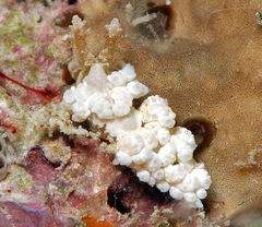 Baeolidia variabilis