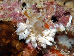 Baeolidia variabilis