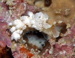 Baeolidia variabilis