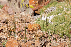 Juncus balticus ater