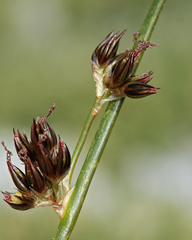 Juncus balticus ater