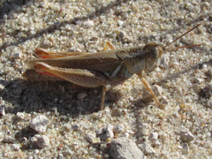 Melanoplus foedus foedus
