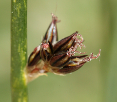 Juncus balticus ater