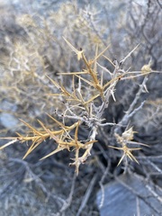 Hecastocleis shockleyi