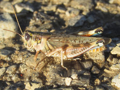 Melanoplus occidentalis