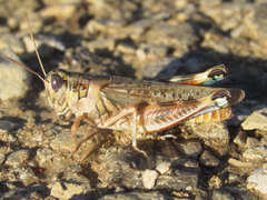 Melanoplus occidentalis