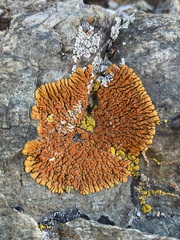 Xanthomendoza trachyphylla